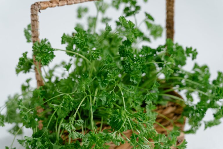 7 Amazing Health Benefits Of Coriander
